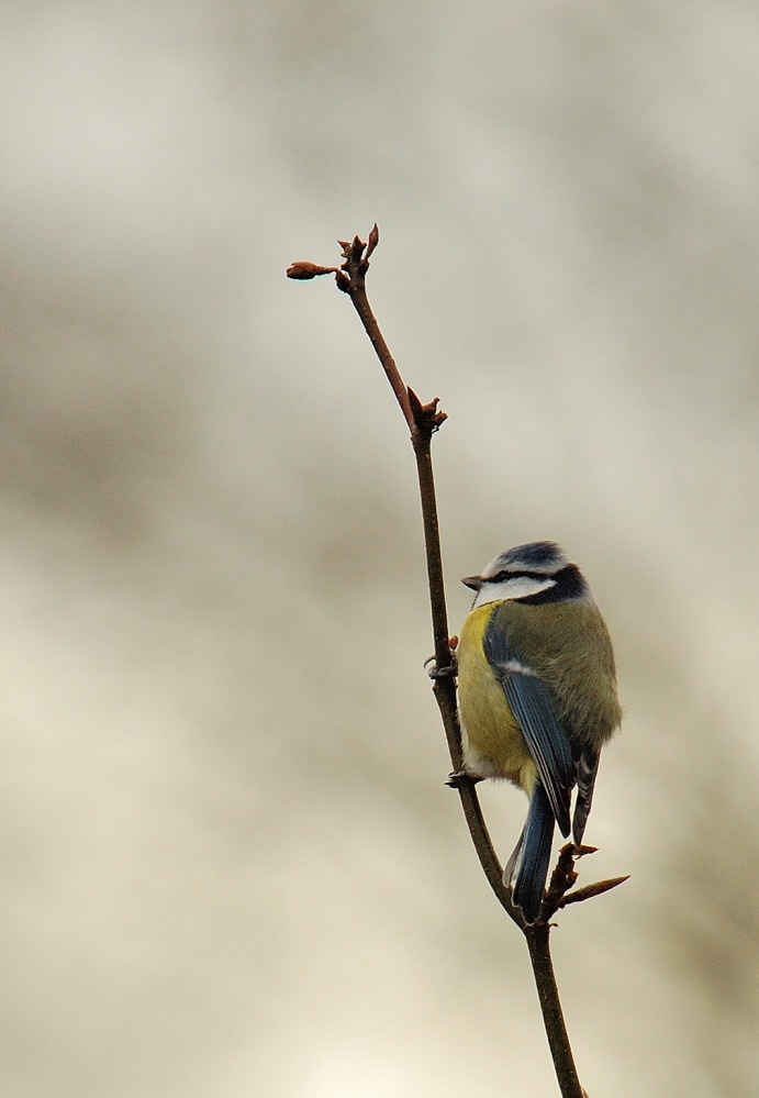 Blaumeise