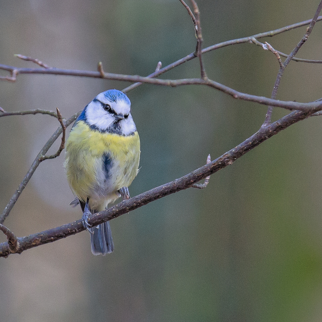 Blaumeise