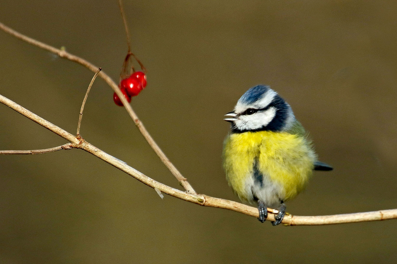 Blaumeise