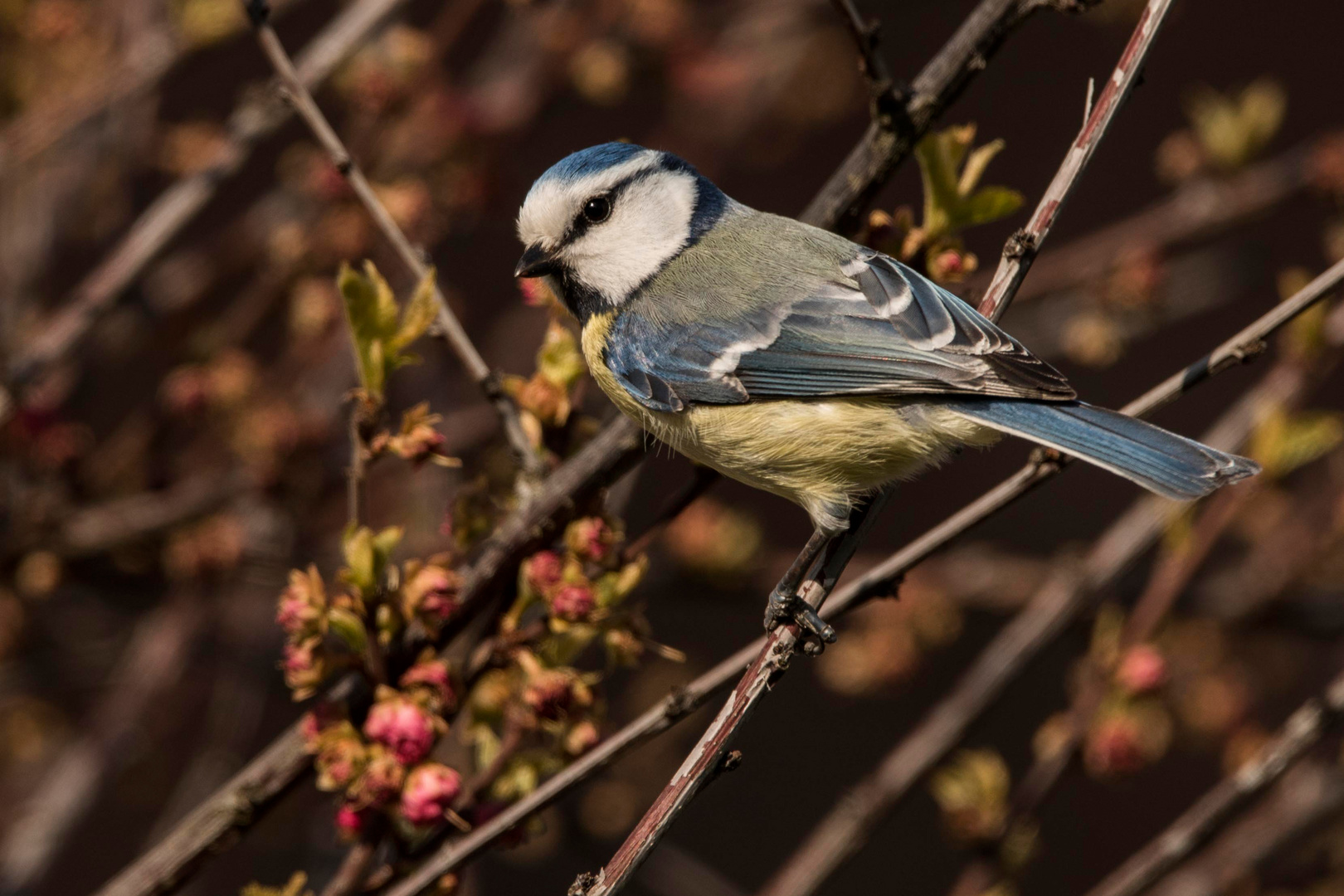 Blaumeise