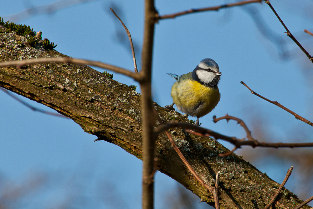 Blaumeise