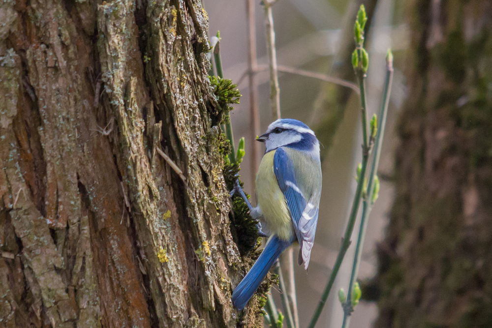 Blaumeise