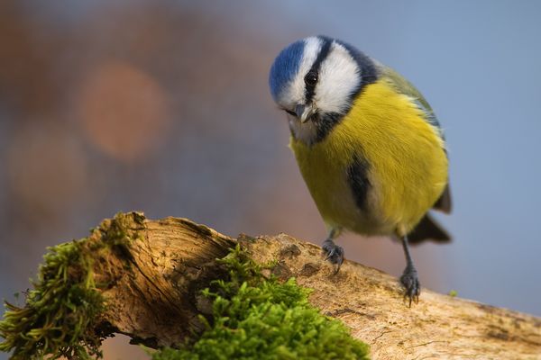 Blaumeise ~ Den Kopf verdrehen