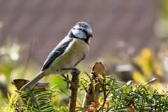 Blaumeise