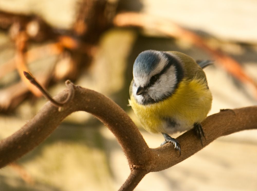 Blaumeise durch Scheibe