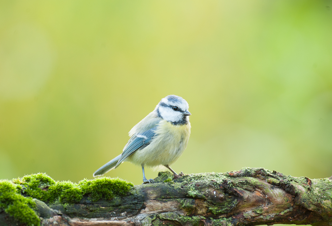 Blaumeise