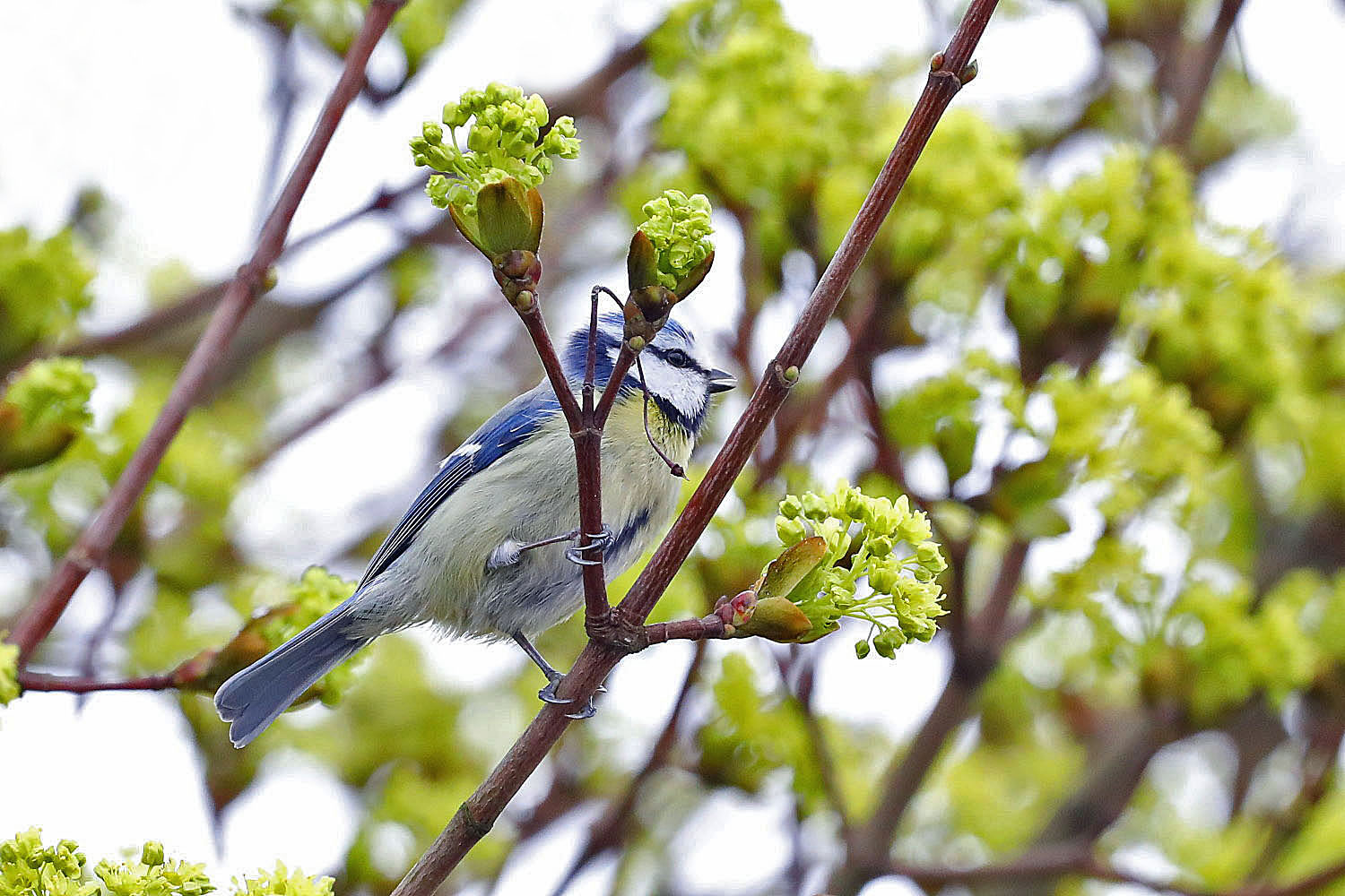 Blaumeise