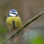 Blaumeise – eigentlich kein schräger Vogel