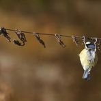 Blaumeise - ein akrobatischer Futterer