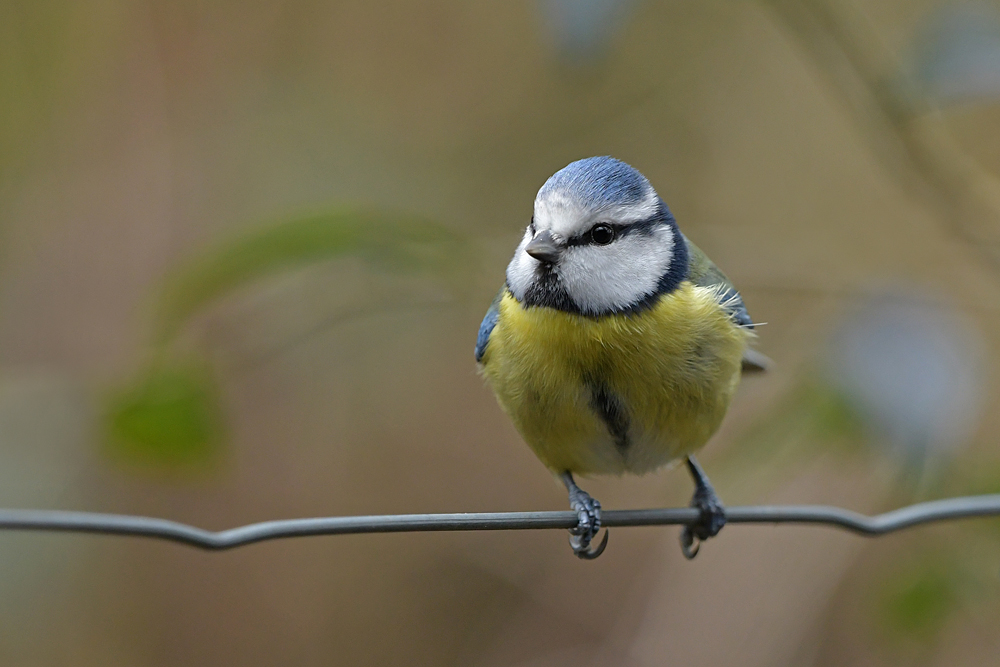 Blaumeise – ein Drahtseilakt