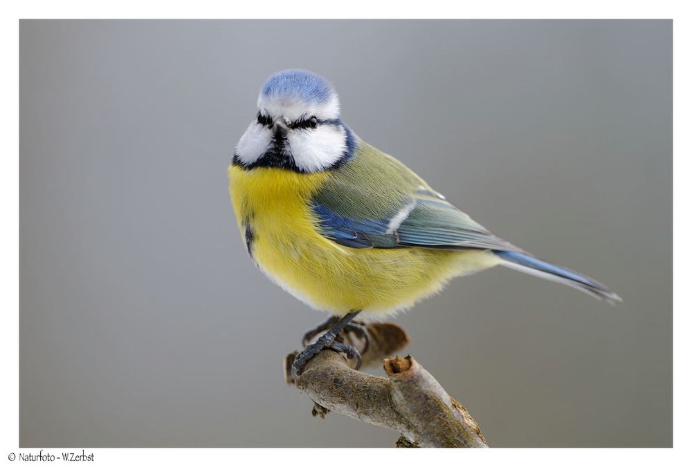 ---- Blaumeise eine meiner Lieblinge ---- ( Parus caeruleus )