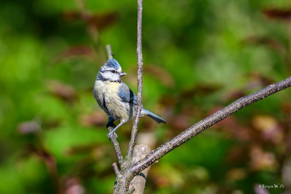 Blaumeise