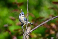 Blaumeise
