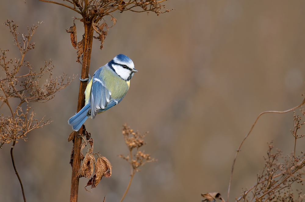 blaumeise