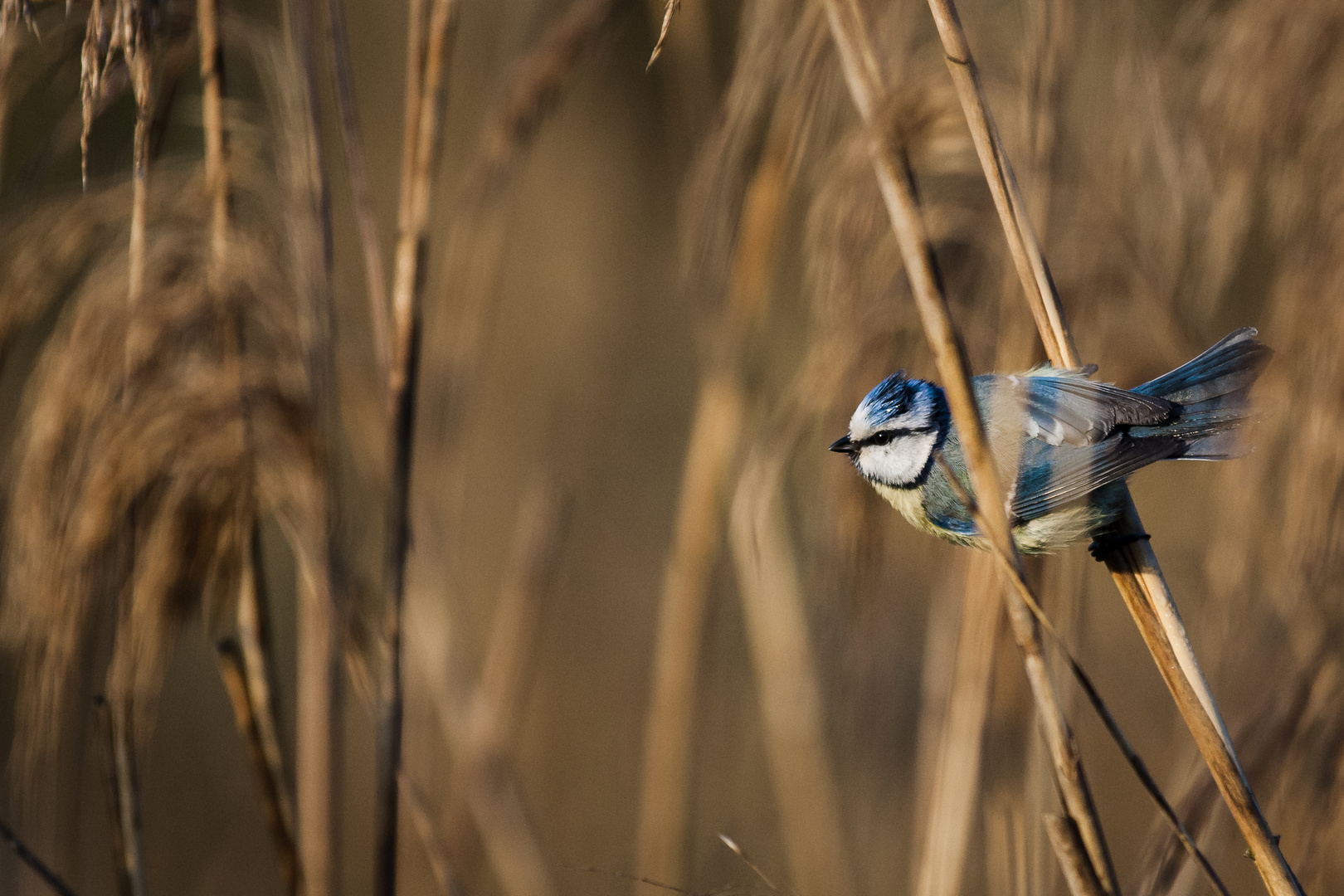 Blaumeise