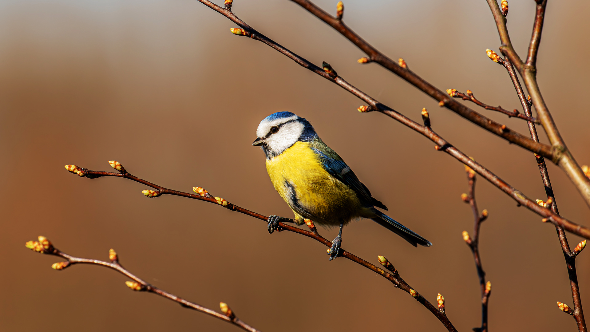 Blaumeise