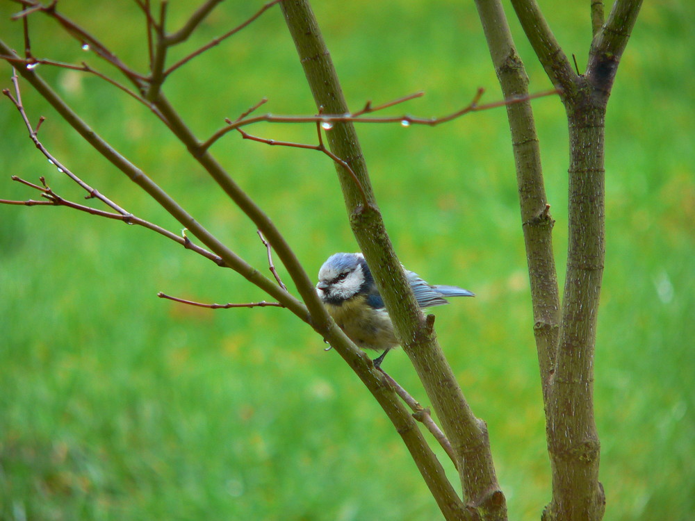 Blaumeise