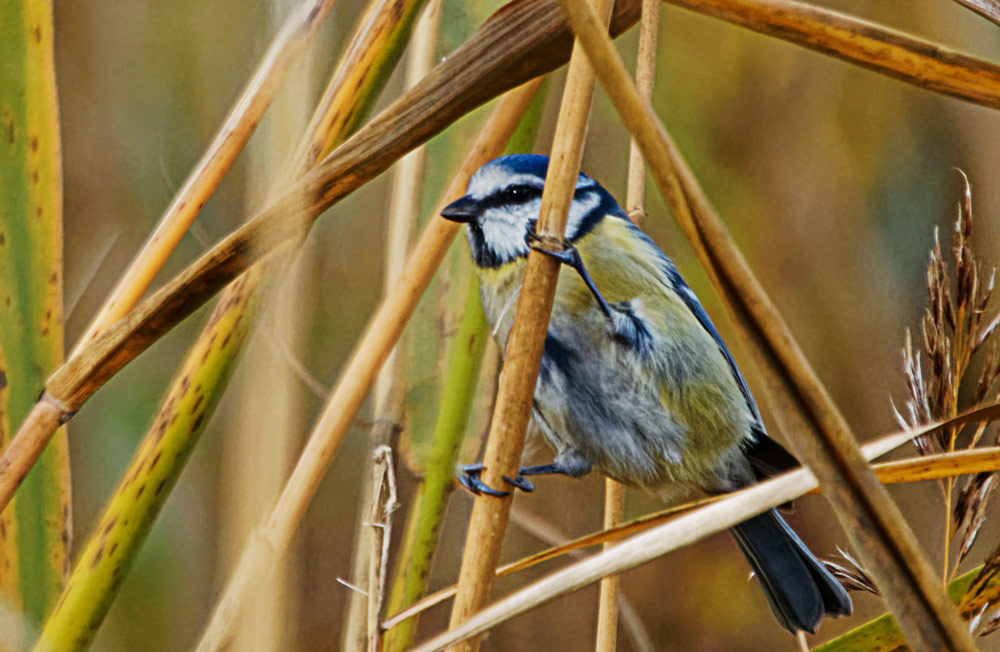 BLAUMEISE 