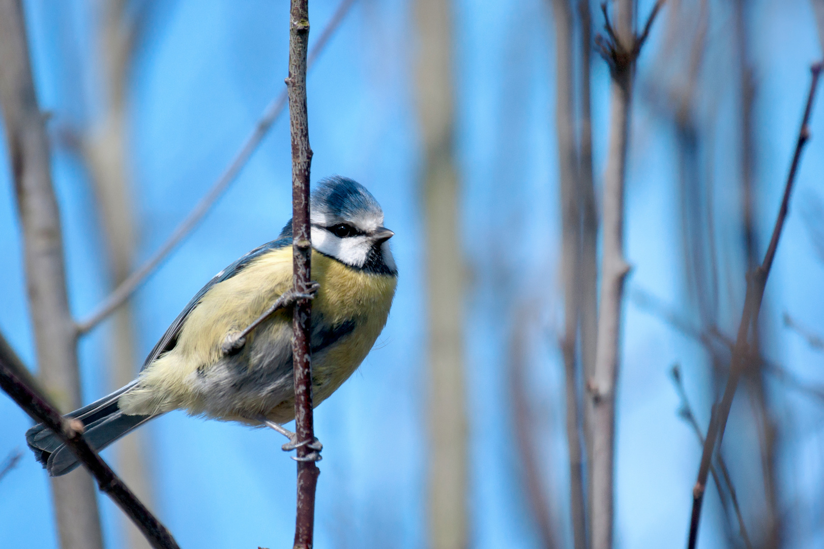 Blau............meise