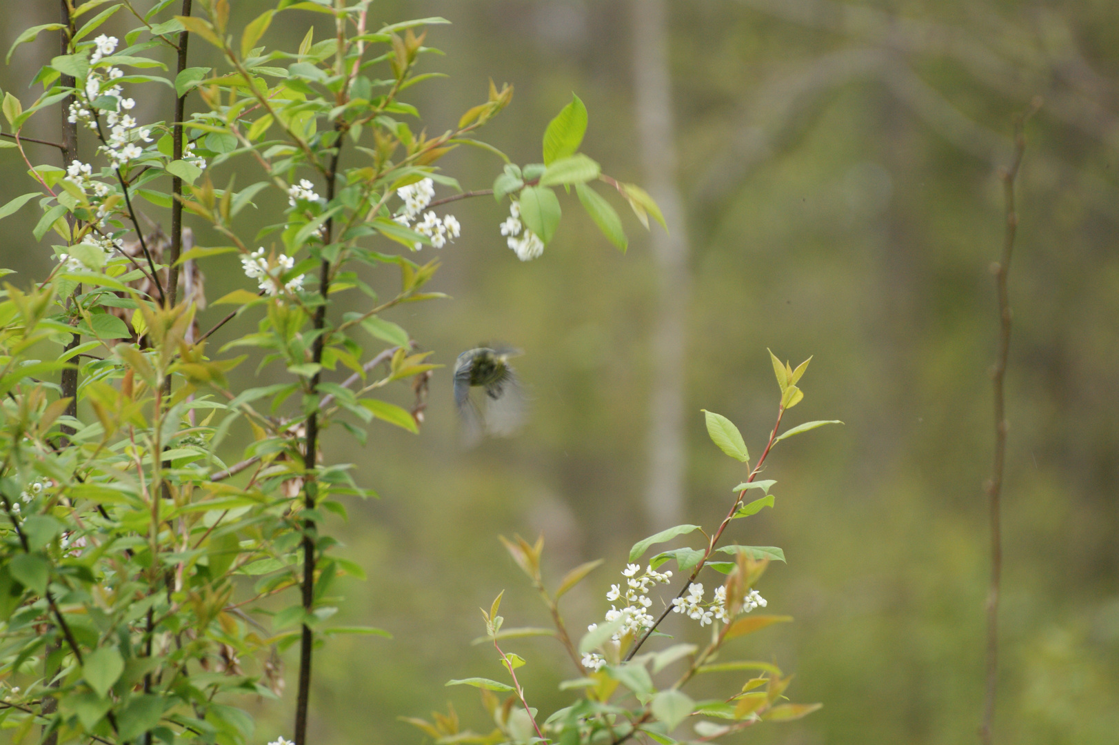 Blaumeise fliegt davon