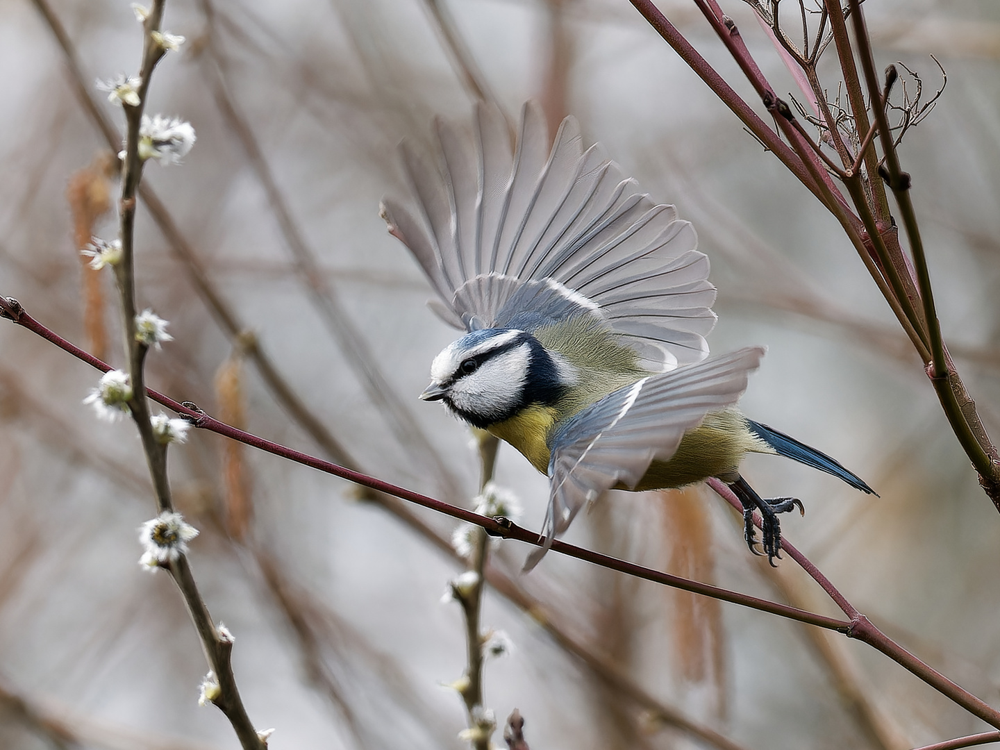 Blaumeise - Flug im Garten