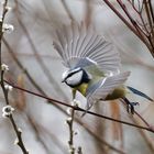 Blaumeise - Flug im Garten