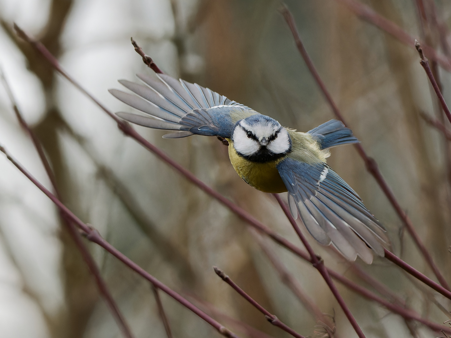 Blaumeise - Flug im Garten