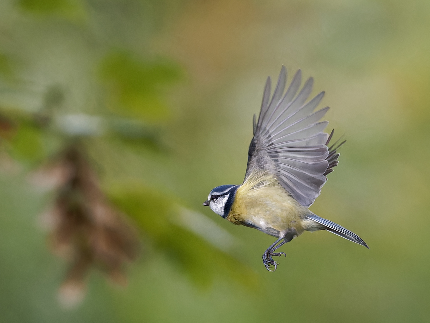 Blaumeise - Flugshow