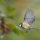 Blaumeise - Flugshow