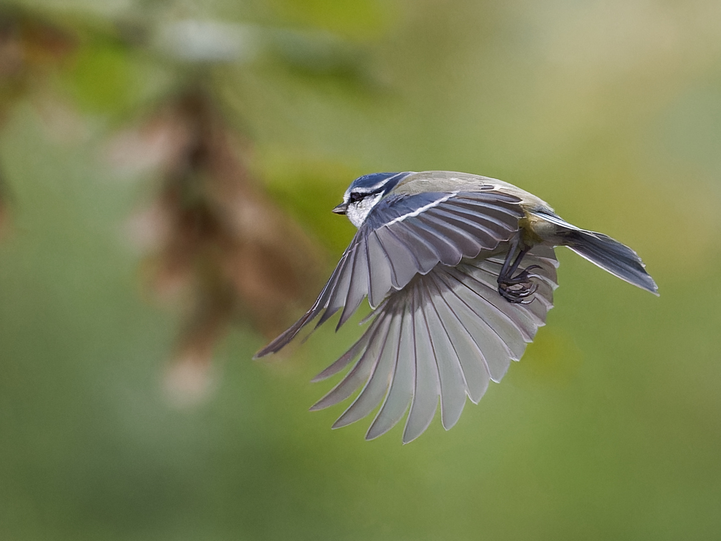 Blaumeise - Flugshow