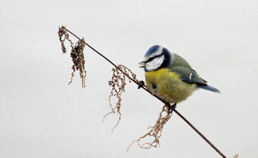 Blaumeise frißt von Pflanze