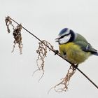 Blaumeise frißt von Pflanze