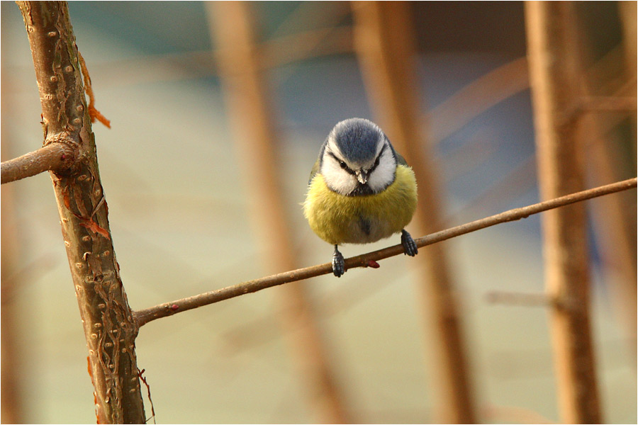 Blaumeise frontal