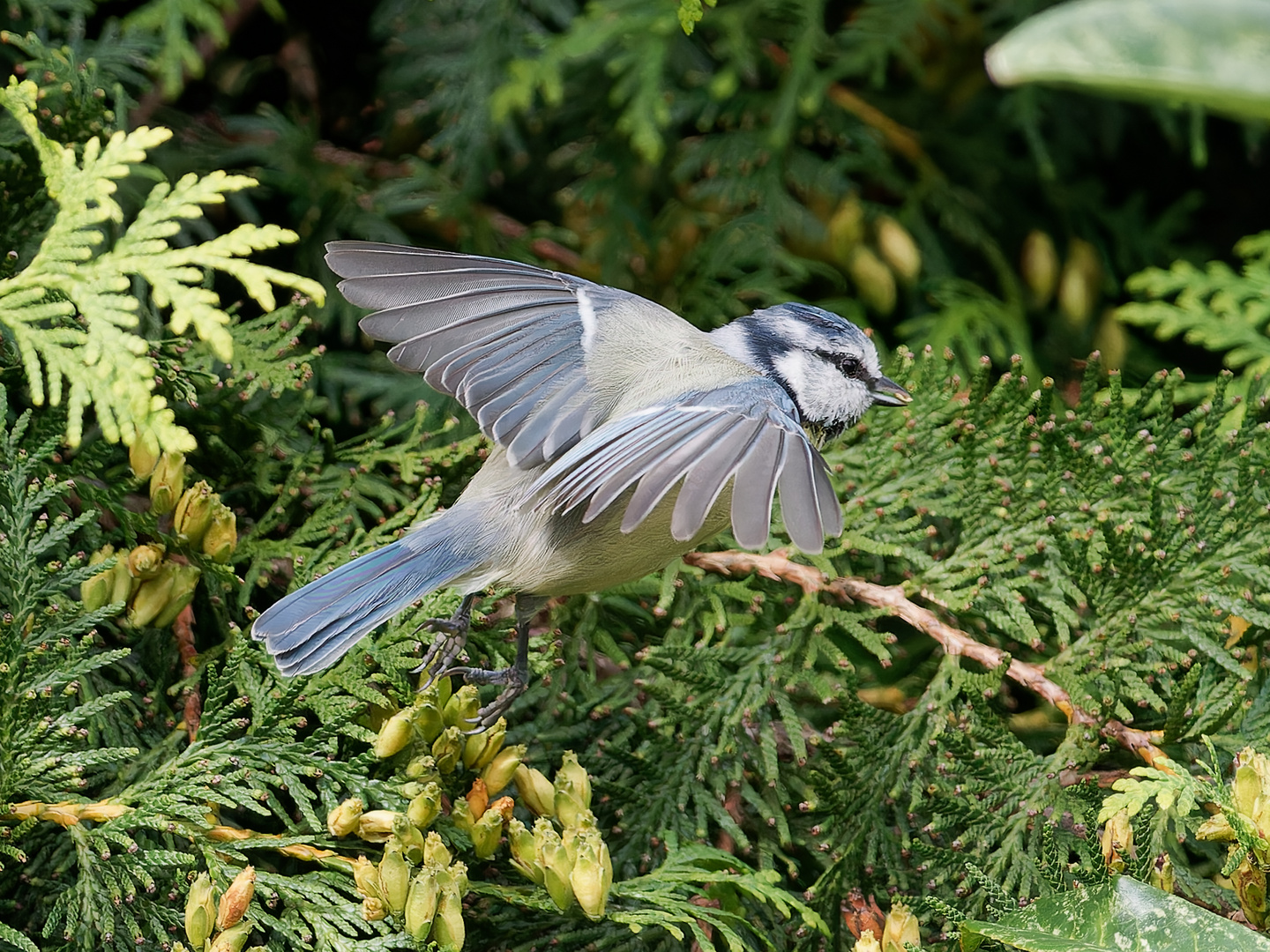 Blaumeise - Futterbeschaffung ii