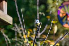 Blaumeise Geäst