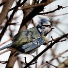 Blaumeise genießt das Gefiederputzen in der Februarsonne