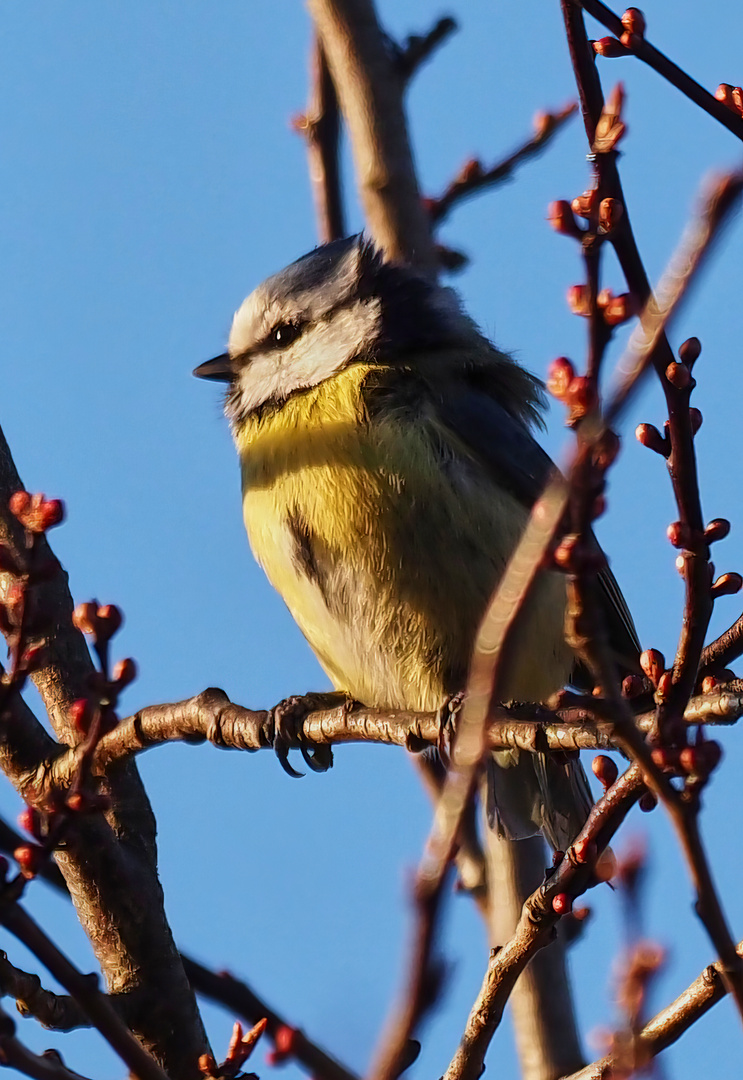 Blaumeise  genießt die Abendsonne