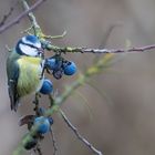 Blaumeise genießt die Beeren