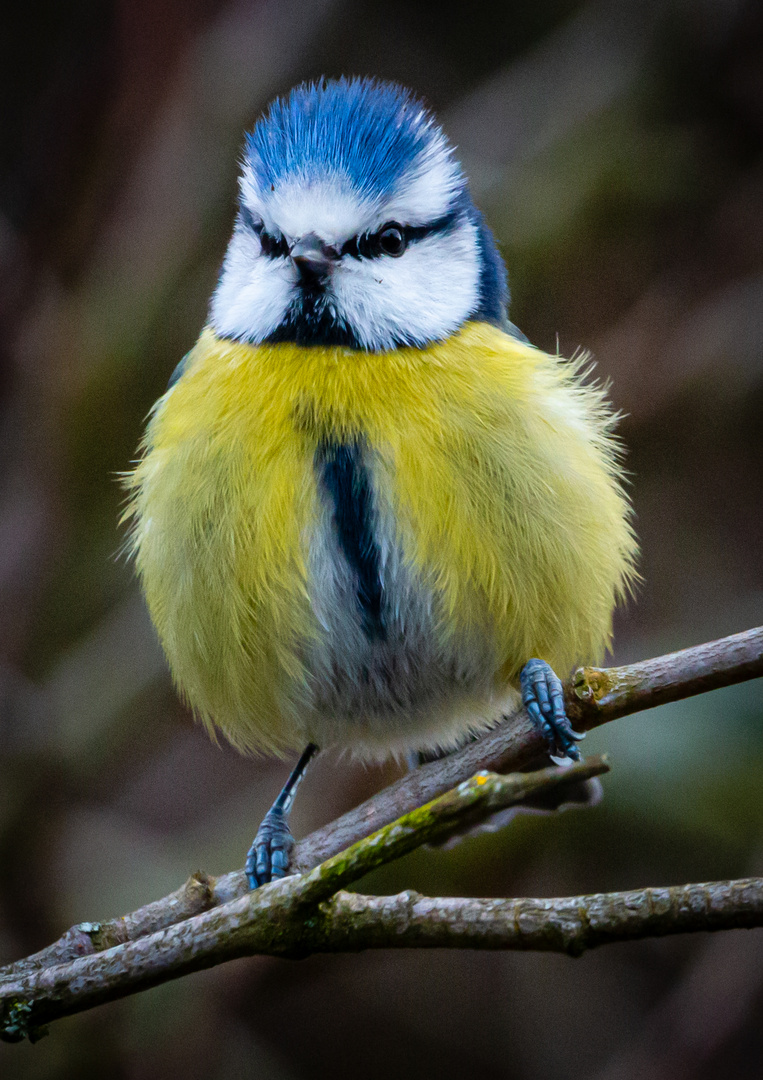 Blaumeise, geplustert