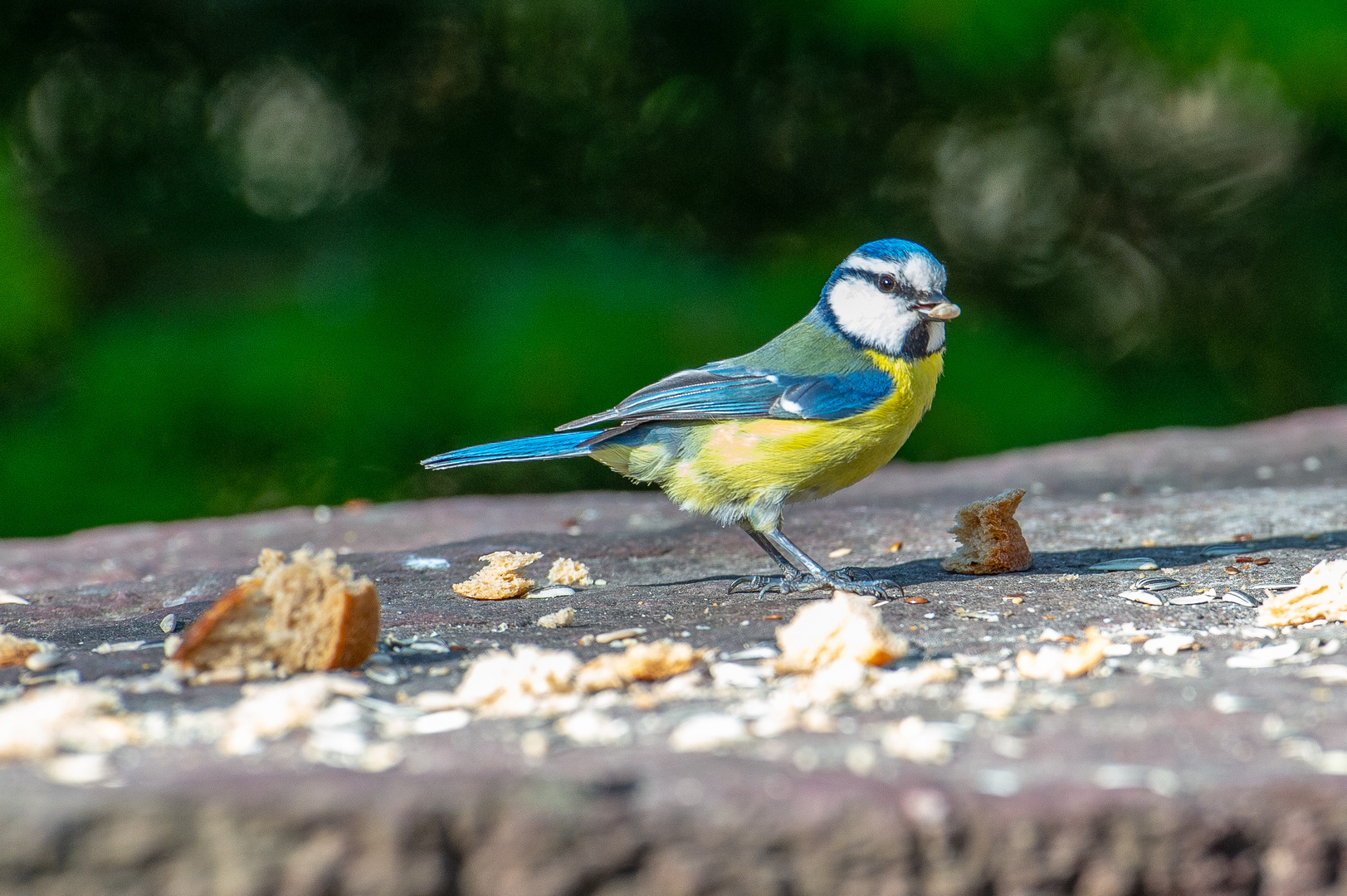 Blaumeise / Giessenpark