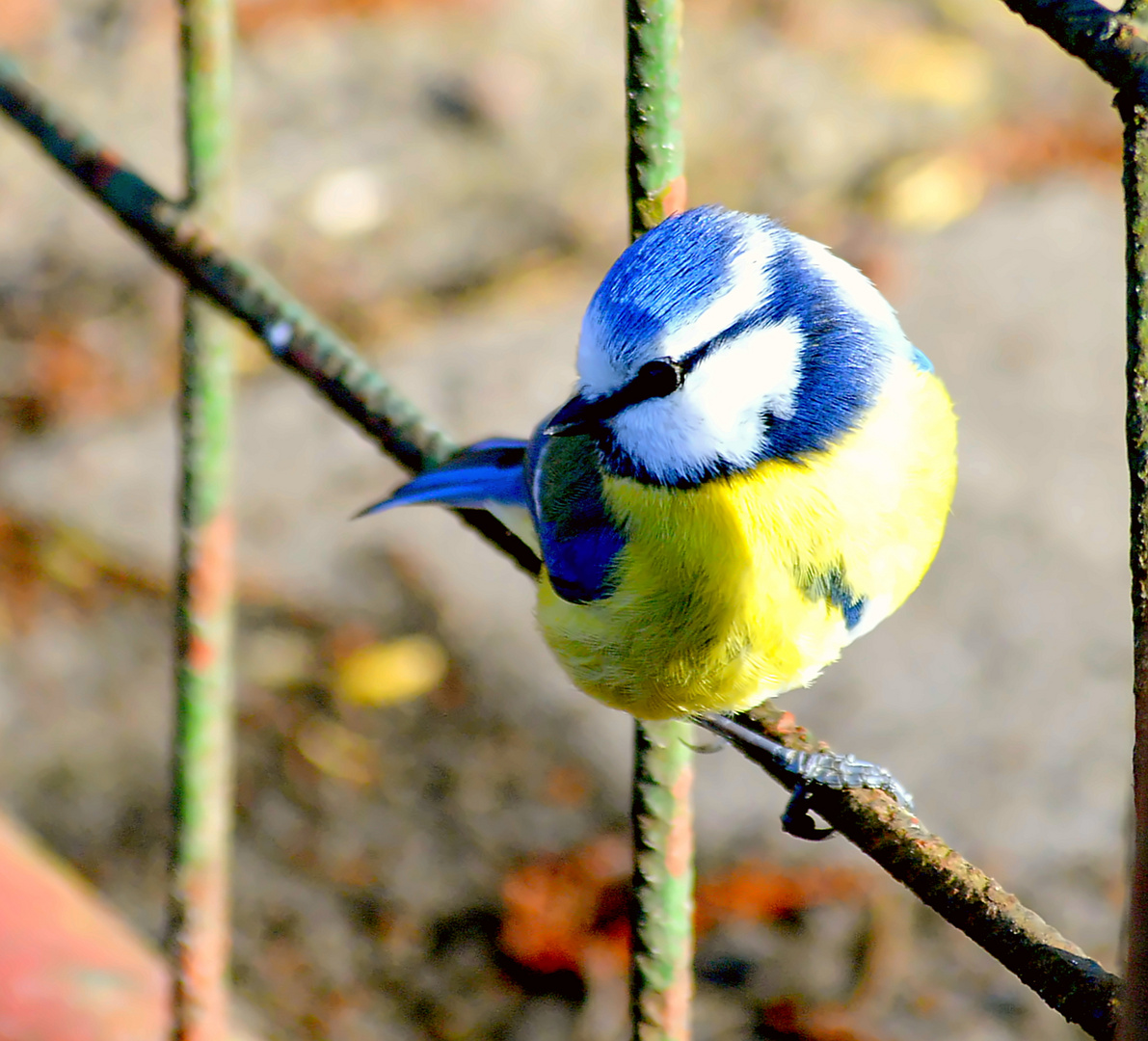 Blaumeise guckt mir bei der Arbeit zu