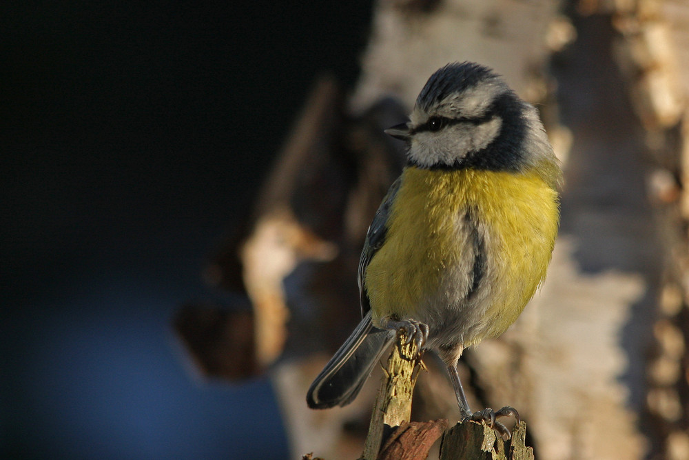 Blaumeise - gut aussehend !