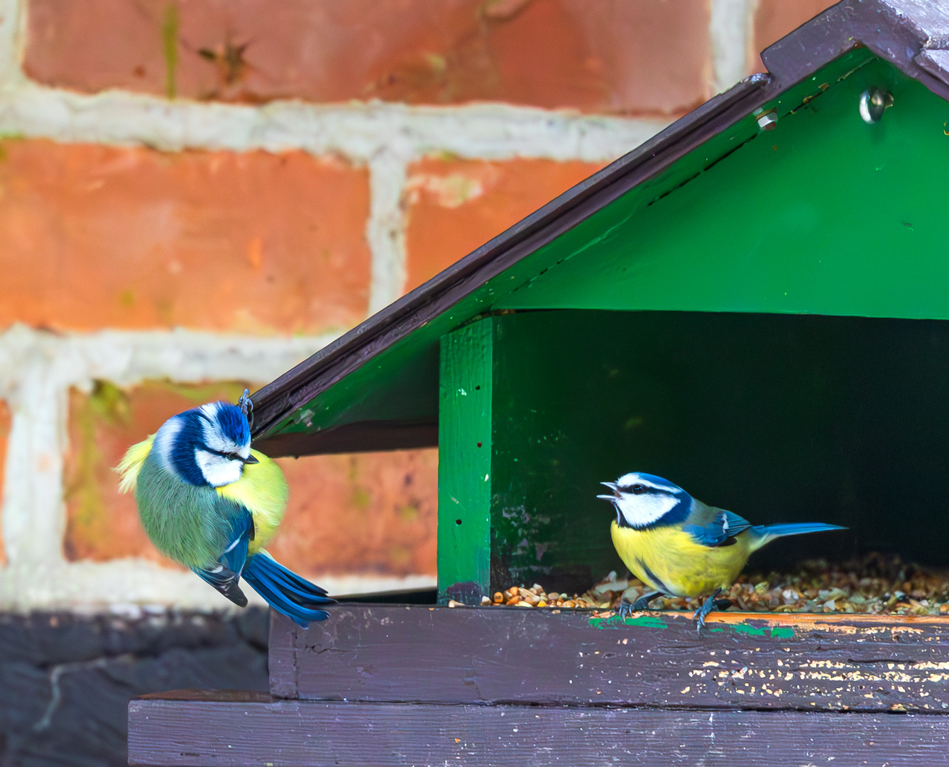  Blaumeise gut genährt