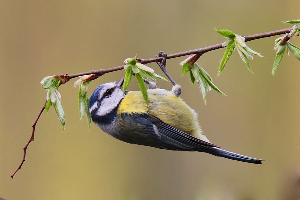 BLAUMEISE - Hängepartie Foto & Bild | natur, vögel, meise Bilder auf