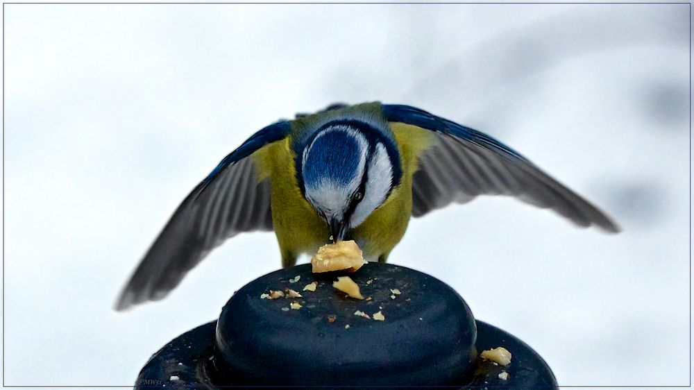 Blaumeise Harald