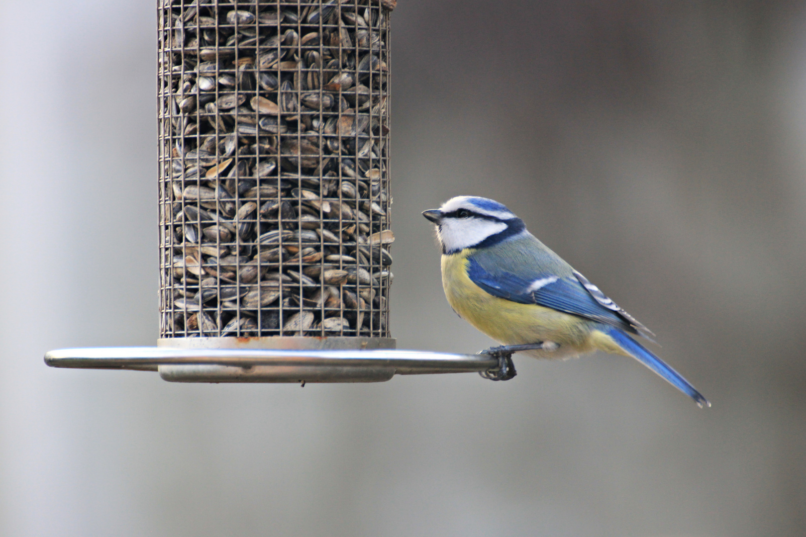 Blaumeise hat Hunger