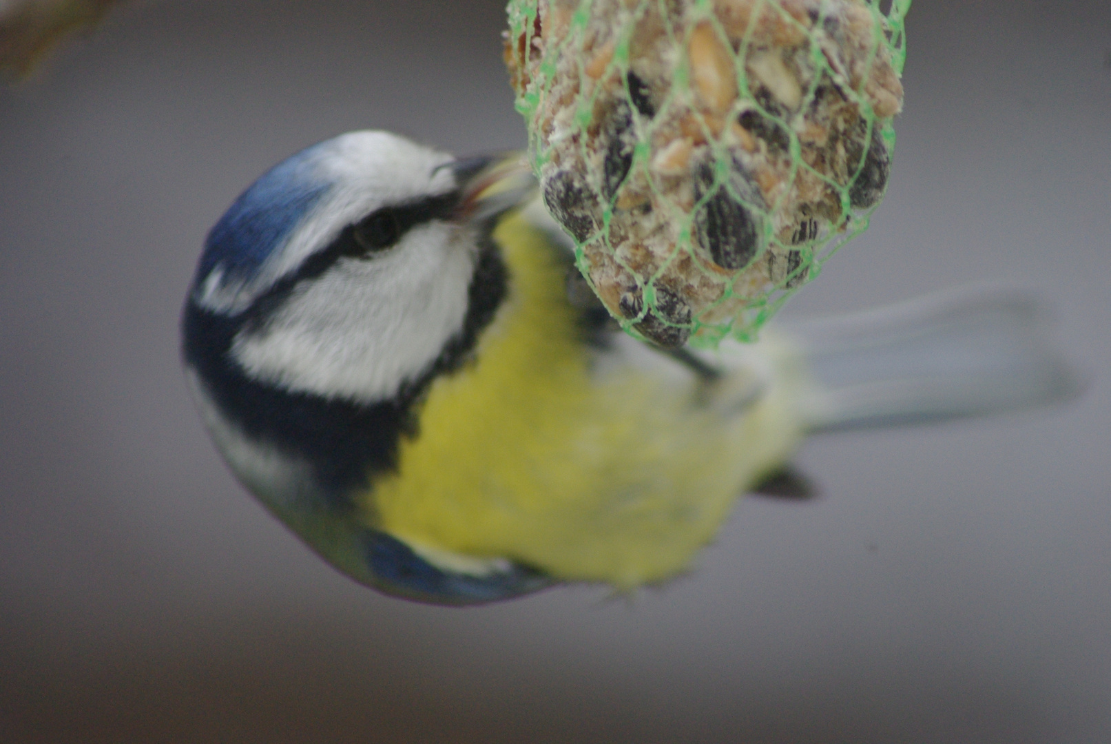 Blaumeise hat Hunger