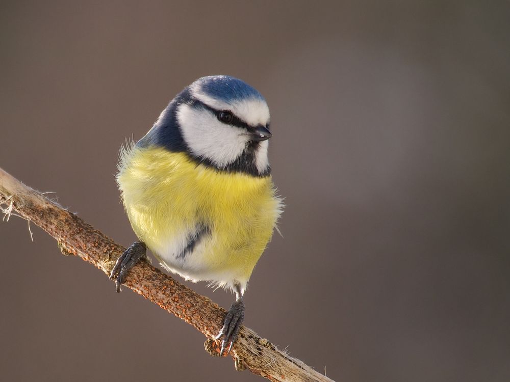 Blaumeise - hat mich im Blick