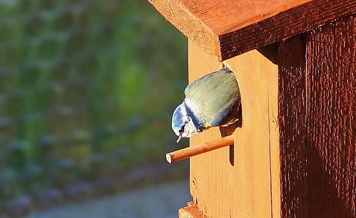 Blaumeise hat Unterkunft bezogen