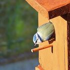 Blaumeise hat Unterkunft bezogen